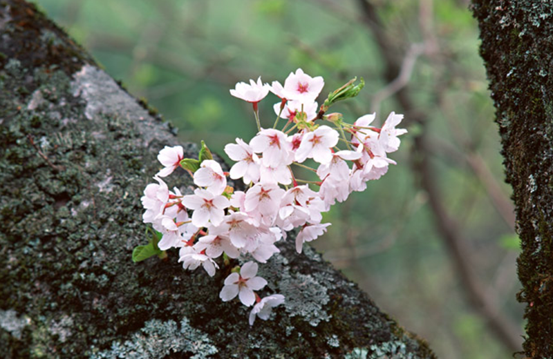 벚꽃